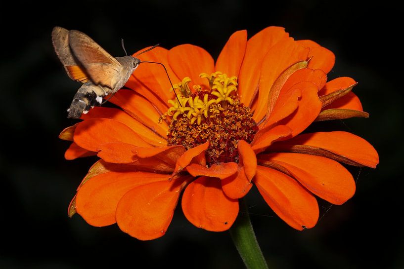 Kolibri-Schmetterling auf einer blühenden Zinnie von Johanna Oud