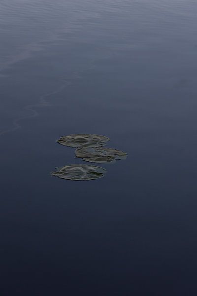 Water Lily by Maarten Borsje