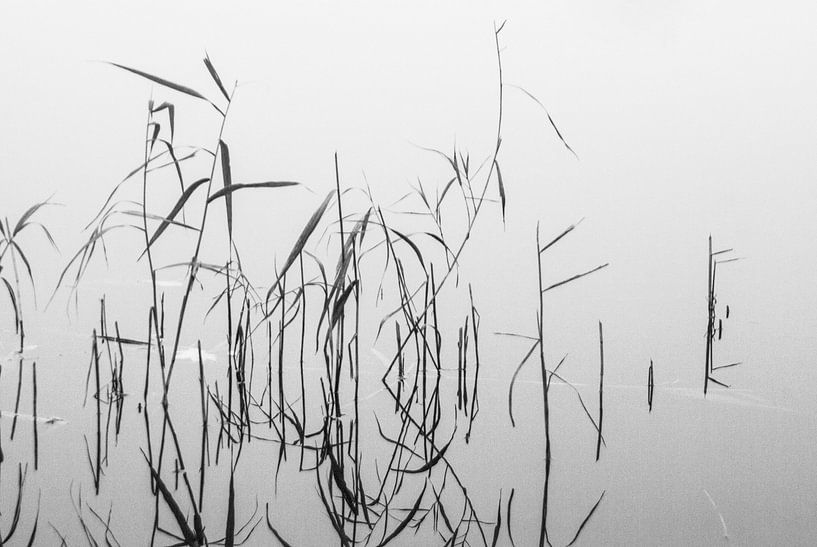 Schilfhalme von Norbert Sülzner