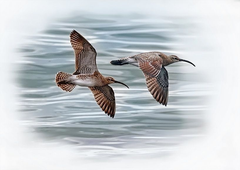 The Flying whimbrel by Babette van den Berg