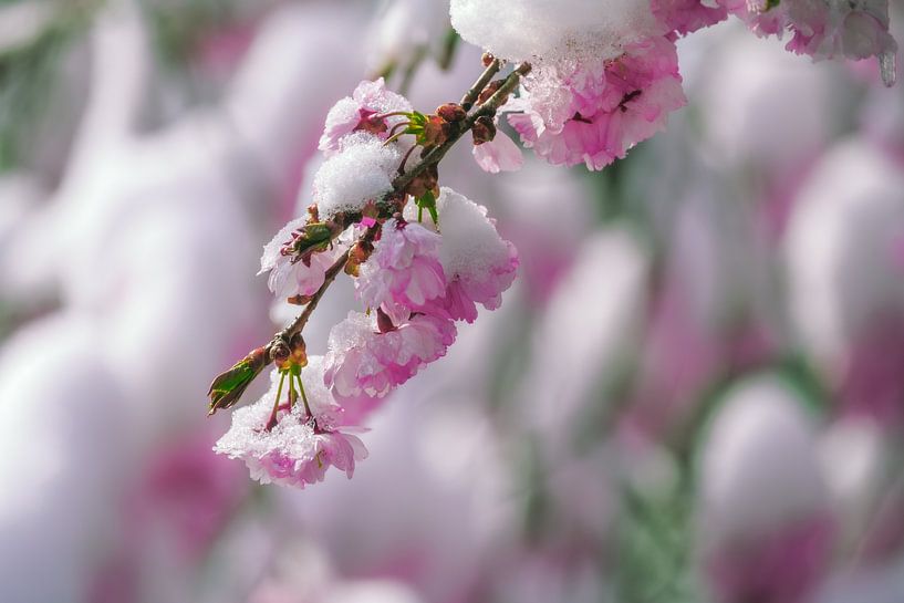 Schneebedeckte rosa Kirschblüten von ManfredFotos