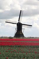 It doesn't get any more Dutch than this