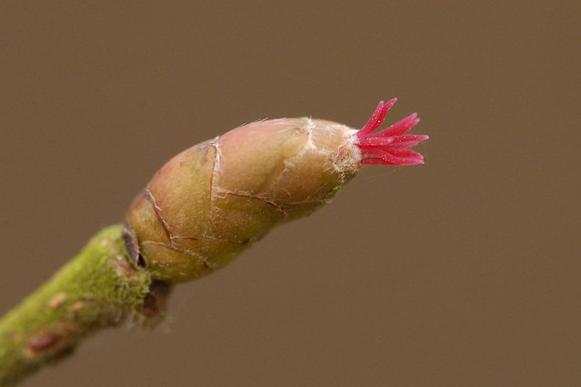 Weiblichen Blüten von Hasel von Rafael Delaedt