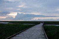 Chemin en bois - Mer du Nord - Mer