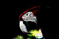 Red Parrot