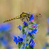 Close-up of a common dragonfly