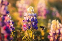 Bourdon sur un lupin dans la lumière du soir islandais