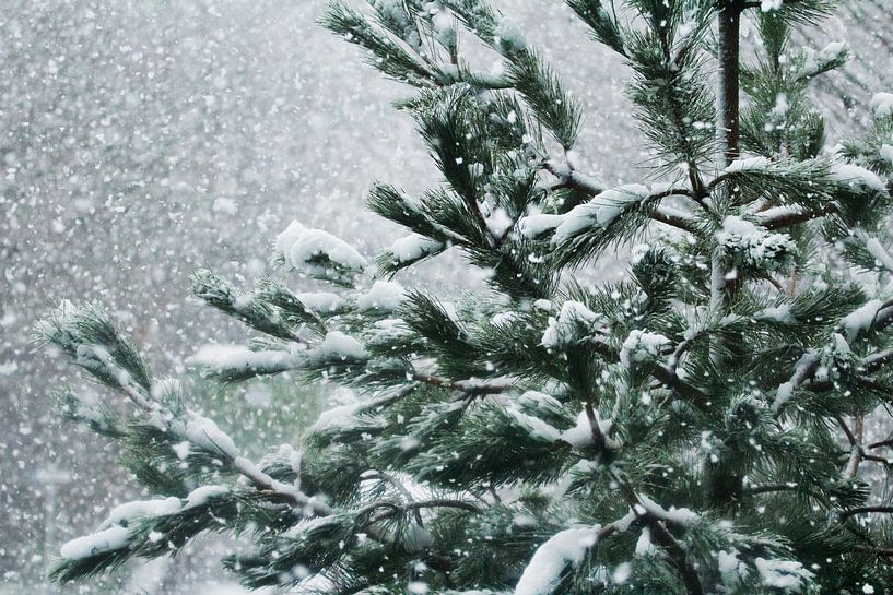 Souffler la neige par Petra Dreiling-Schewe