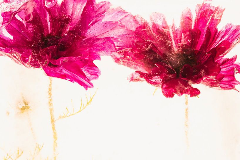 Cosme in ice 2 by Marc Heiligenstein