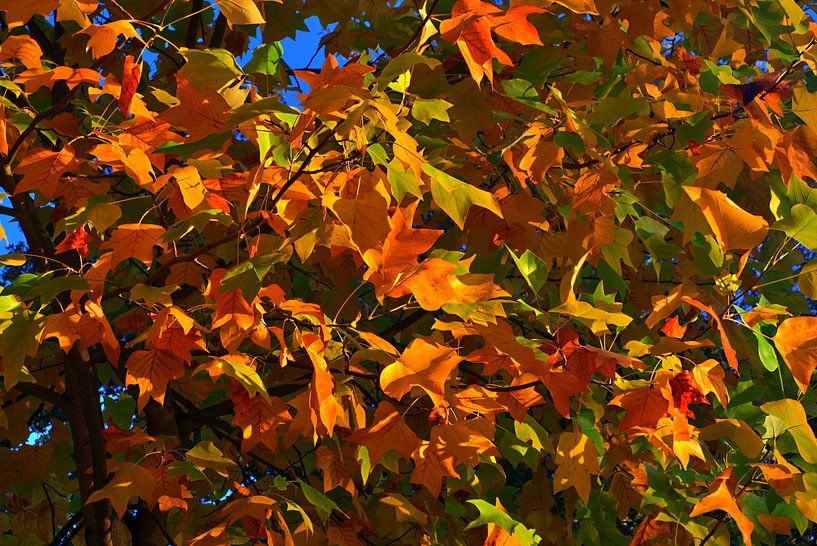 tree lights by Edgar Schermaul