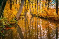 arbres dans l'expérience Twickel