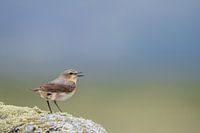 Wheatear in the fjell