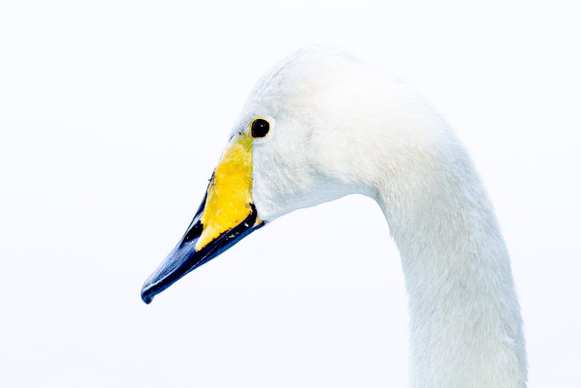 Wilde Zwaan by Michiel Leegerstee