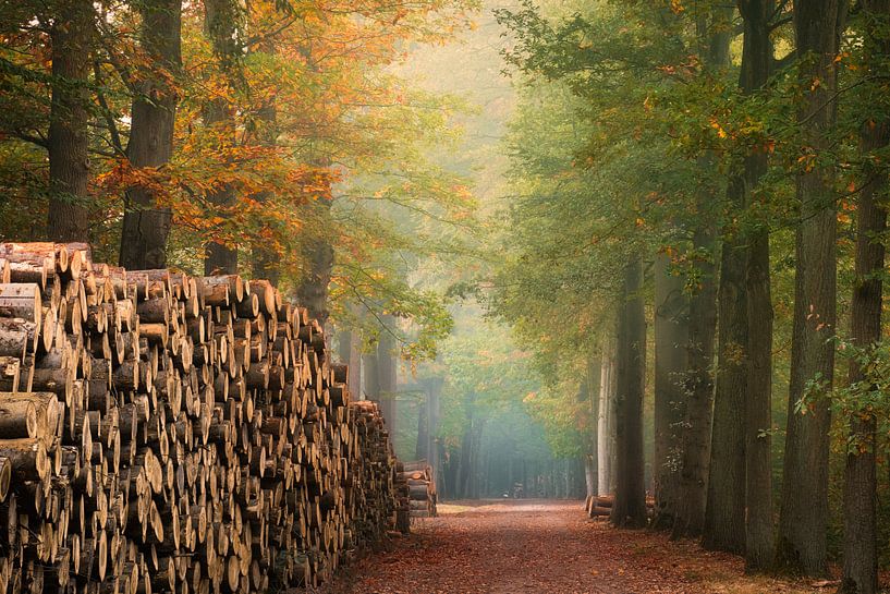 The wooden wall by Fabrizio Micciche