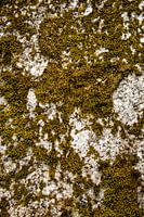 La nature prend le dessus