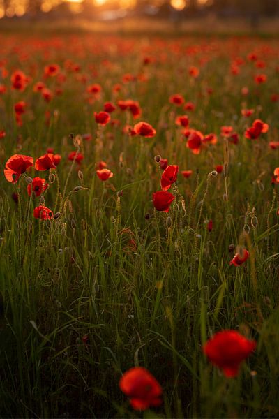 Coquelicots au coucher du soleil par Marloes van Antwerpen