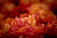 Drizzled orange tulip