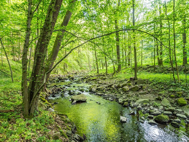 Frühling am Bach im grünen Laubwald III von Jörg B. Schubert