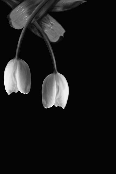 Paar Tulpen von Foto Studio Labie