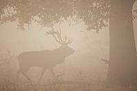 Cerf d'assiette dans le Weerterbos.