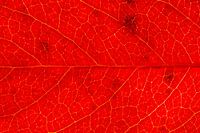 Close-up of a warm red autumn leaf of wild vine