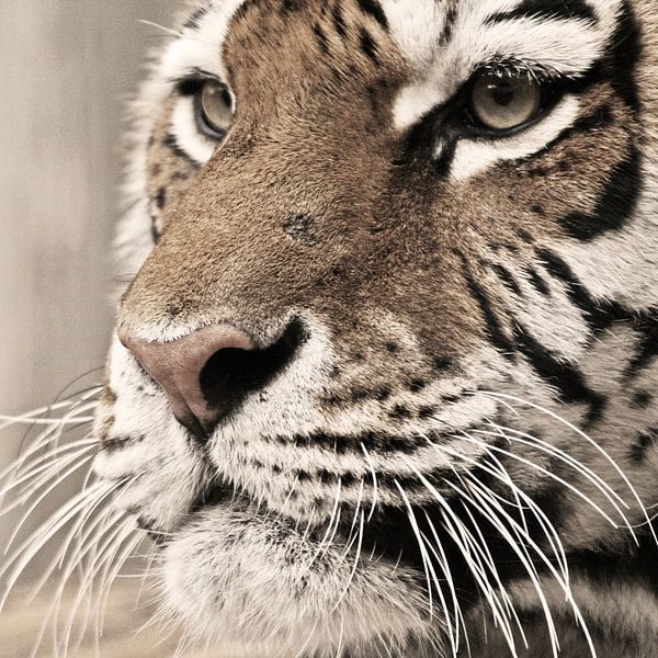 Tigerportrait von Marcel Schauer