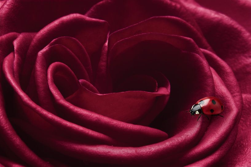 Ambiance romantique : Coccinelle sur une rose rouge par Elianne van Turennout