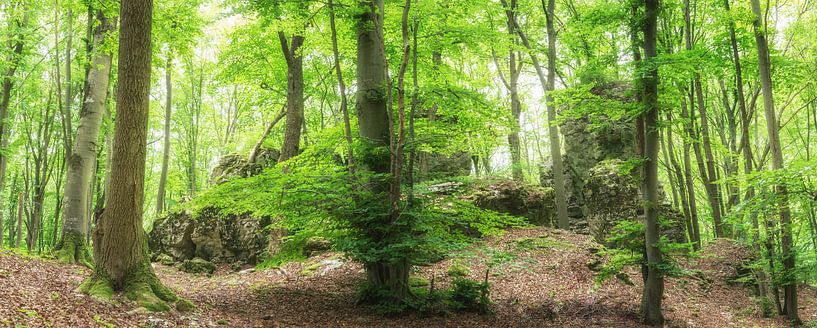Rocks in the green forest by Tobias Luxberg
