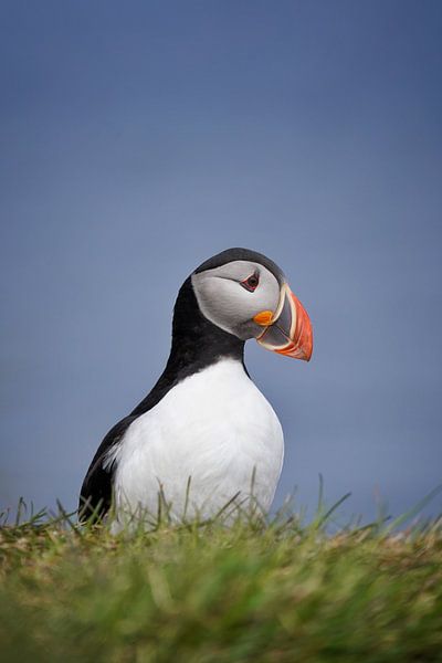 Papageientaucher auf Grimsey von Elisa in Iceland
