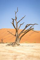 Deadvlei tree