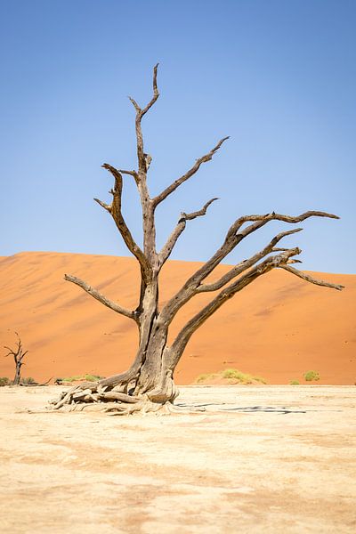 Arbre Deadvlei par Tine Depré