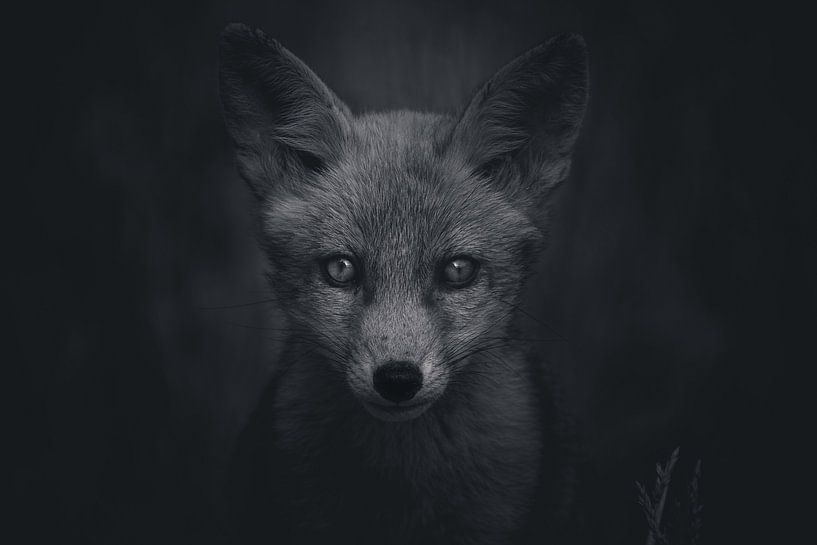 Portrait of a young fox in Dutch nature in black and white by Maarten Oerlemans