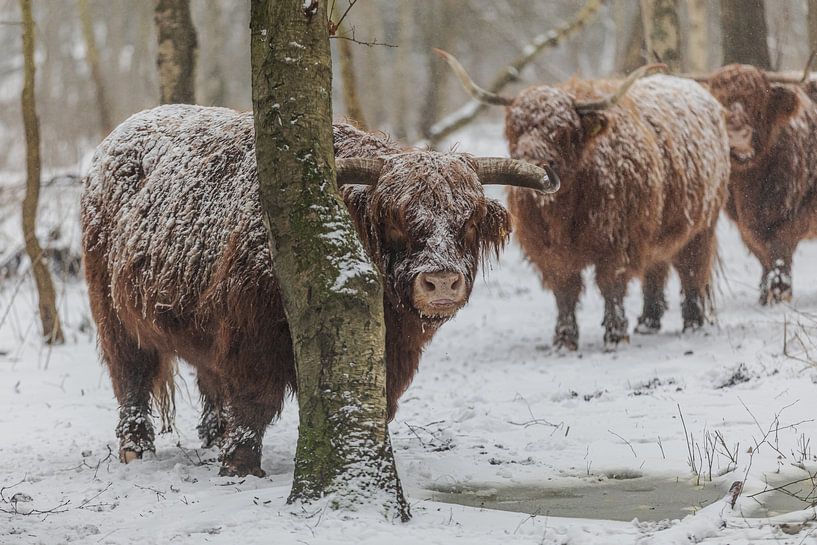 Scottish Highlander by Robin Smit