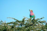 Gabelracke im Akazienbaum – Serengeti, Tansania