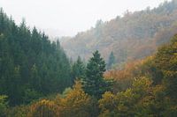 Neblige herbstliche Waldschichten verschwinden im Nebel