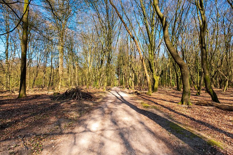 Forest path in the Speulderbos by Evert Jan Luchies