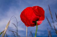 Radiant Poppy in the Wind