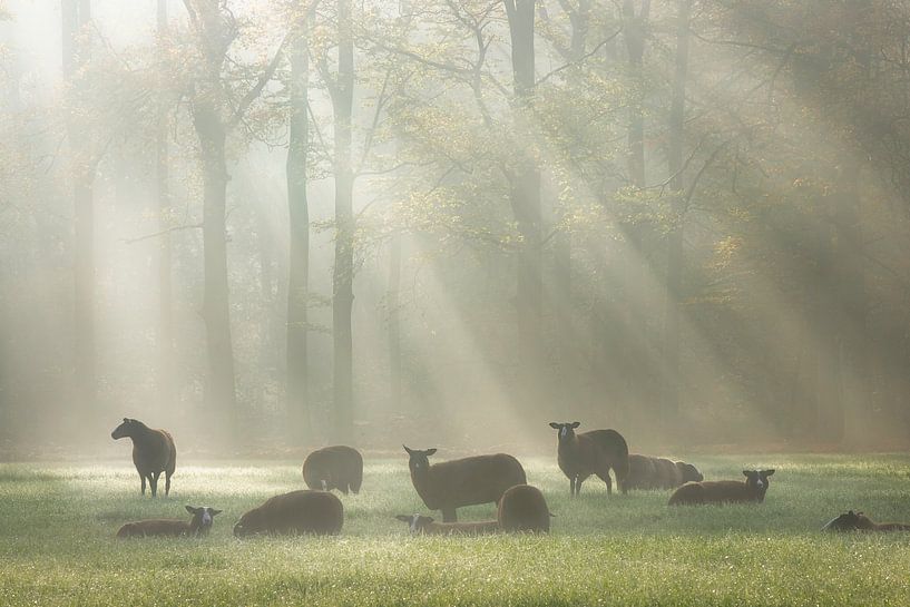 Warming autumn light by Roelie Steinmann
