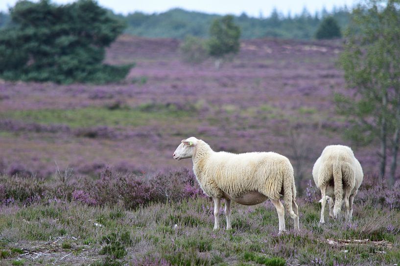 Zwei Schafe auf der Heide von Gerard de Zwaan