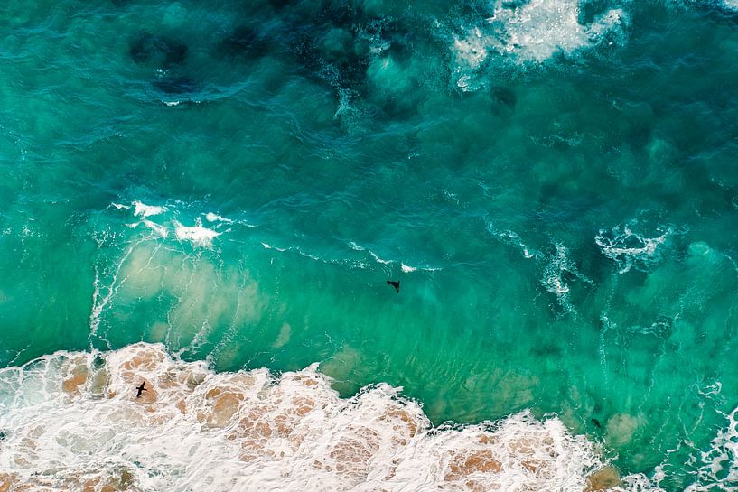 Seehund in den Wellen von Jordy Talboom