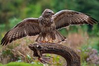 Bussard