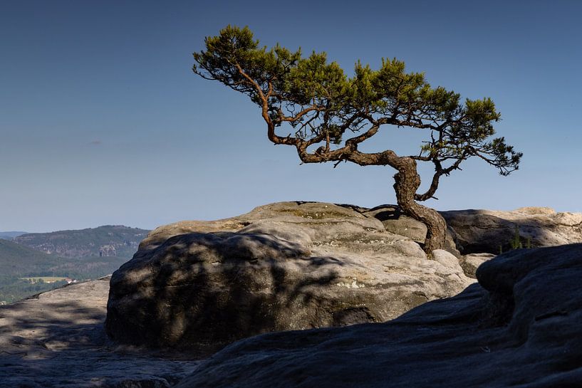 Weathered pine at the Lilienstein by Andreas Müller