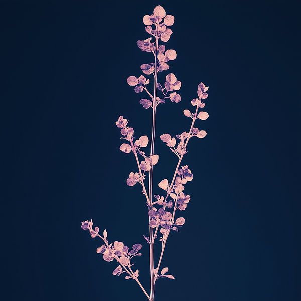 Un rêve botanique vintage par Liv ter Riet