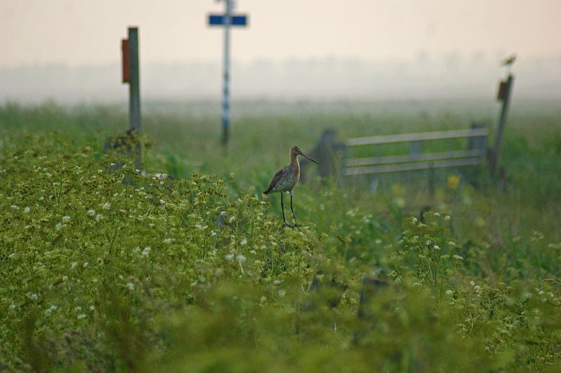 Grutto tussen het Fluitenkruid von Jeroen van Deel