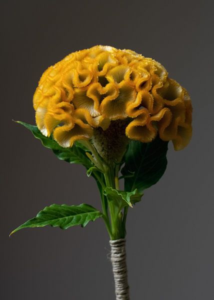 Unravelled 2 Waves by Eveline Hellingman