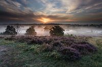 Het Quin, Nationaal Park de Maasduinen