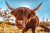The Scottish Highlander of Dorst