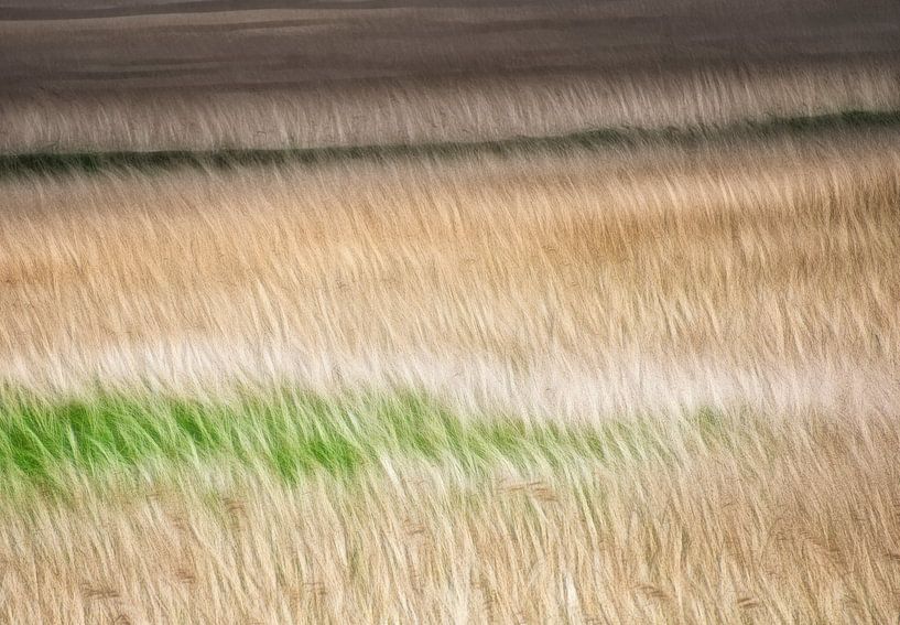 Abstract gras von Marcel van Balken
