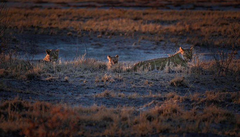 Moments de lion d'or par Loris Photography