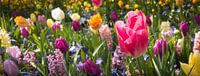 Découvrez la combinaison de couleurs parfaite : La beauté des tulipes de Keukenhof